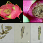 Fruit Rot in Dragon Fruit