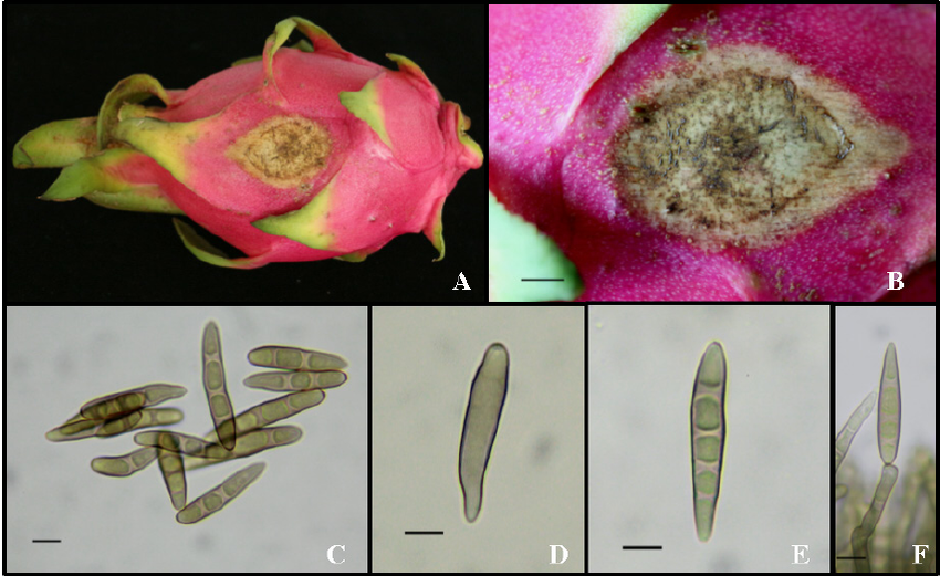 dragon fruit rot