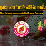 How to Become Successful in Dragon Fruit Farming: A Comprehensive Guide