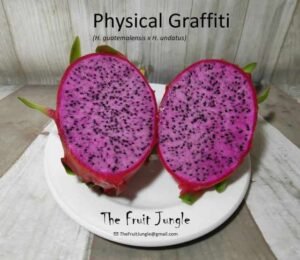 Physical Graffiti dragon fruit