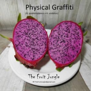 Physical Graffiti dragon fruit