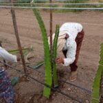 Comprehensive Guide to Dragon Fruit Plant Cuttings Plantation: Watering, Fertigation, and Monitoring