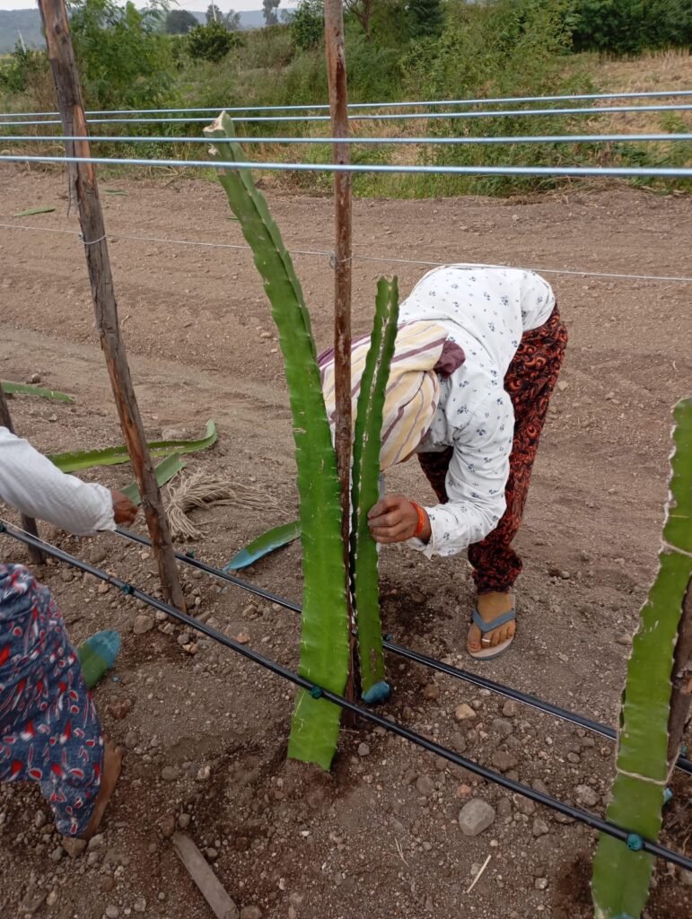 Farmer planting dragon fruit cuttings with a drip irrigation system in a farm setting.