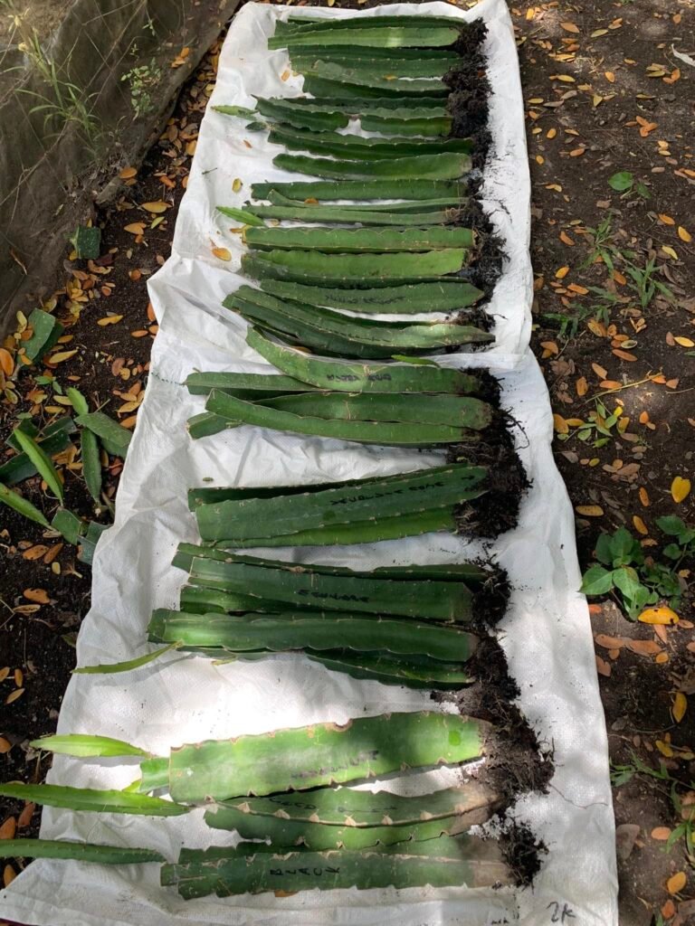 dragon fruit cuttings with roots laid on a white sheet.