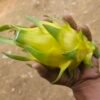 Golden Yellow dragon fruit