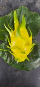 Golden Yellow Dragon fruit