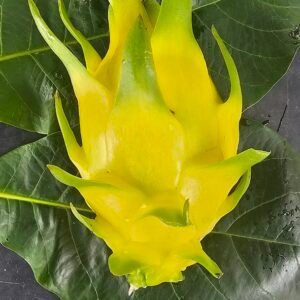 Golden Yellow Dragon fruit