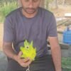 Golden Yellow Dragon Fruit video