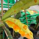 తుప్పు తెగులు నివారణ | How to control Rust Pest in Dragon Fruit Plants