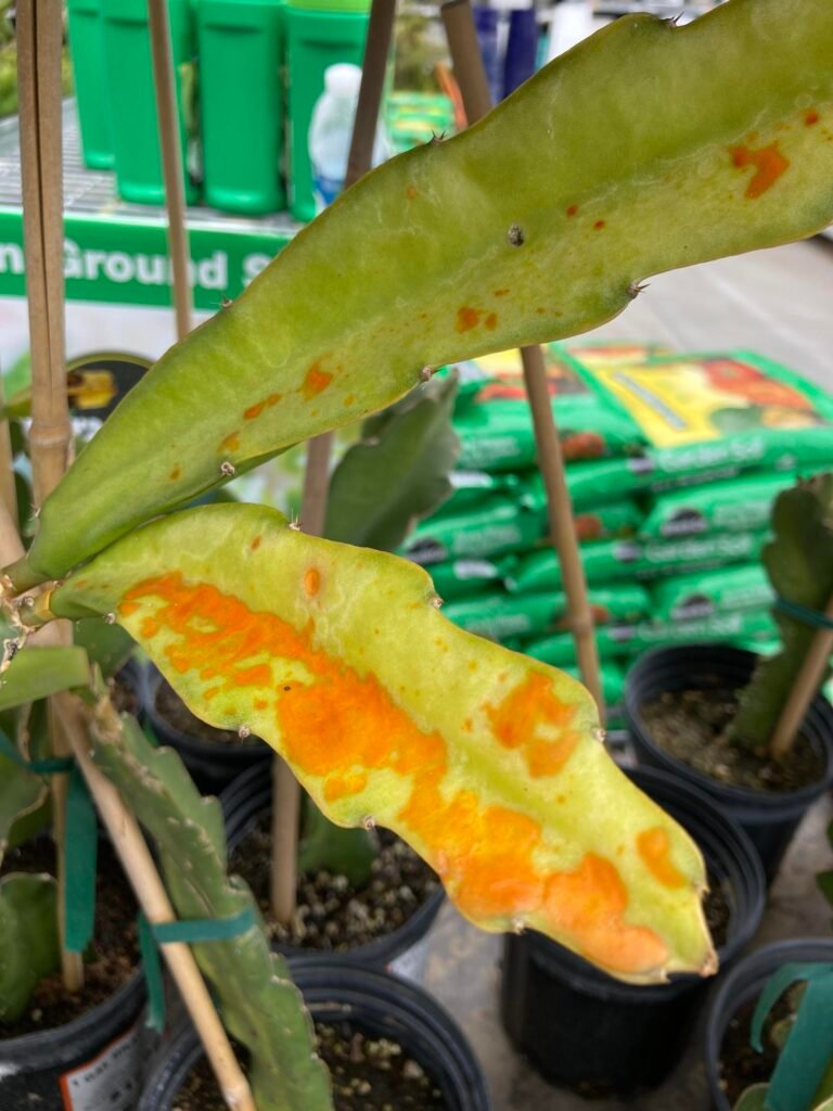 "Close-up of a dragon fruit plant leaf showing orange rust spots, indicating fungal infection."