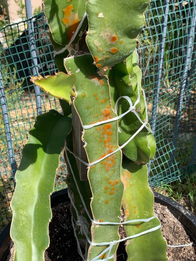 "Close-up of a dragon fruit plant leaf showing orange rust spots, indicating fungal infection."