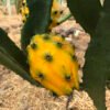 palora yellow dragon fruit