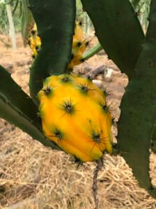 palora yellow dragon fruit